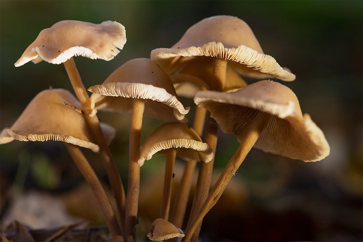 Mushrooms Growing in Nature