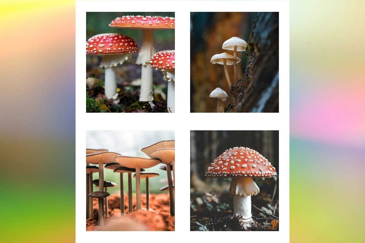 Collage of Gradient background with Mushrooms in squares