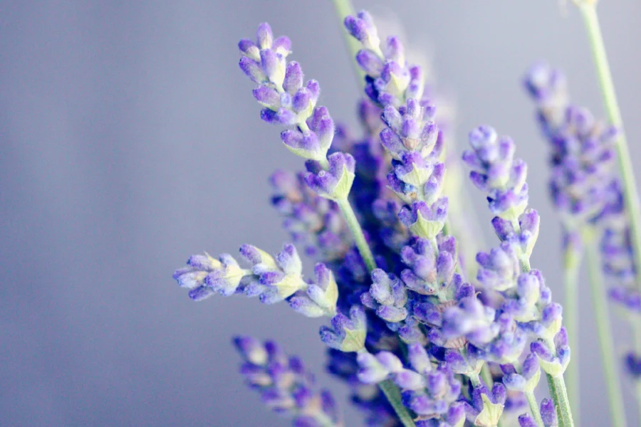 Photo of Bunch of Lavender