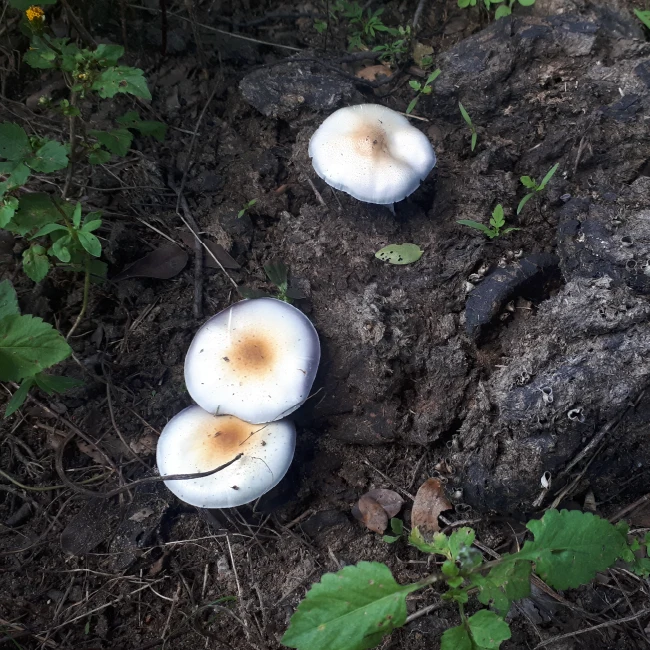 3 Mushrooms growing on cow dung