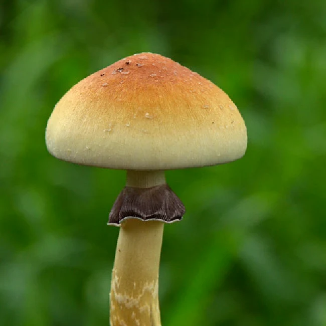 One Mushroom in Grass