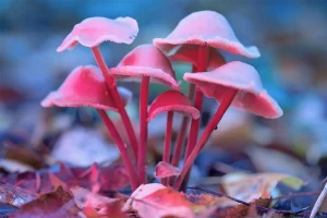 Photo of Psilocybin Growing in Nature