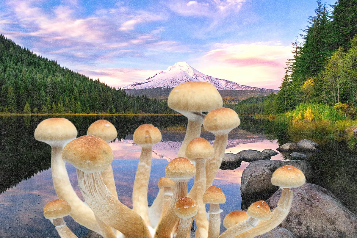 Collage of Oregon Nature and Mushrooms in foreground