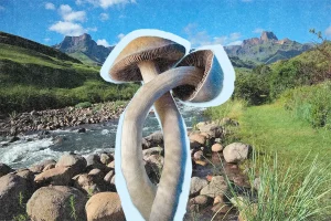 Collage of Psilocybe Natalensis with South Africa nature background