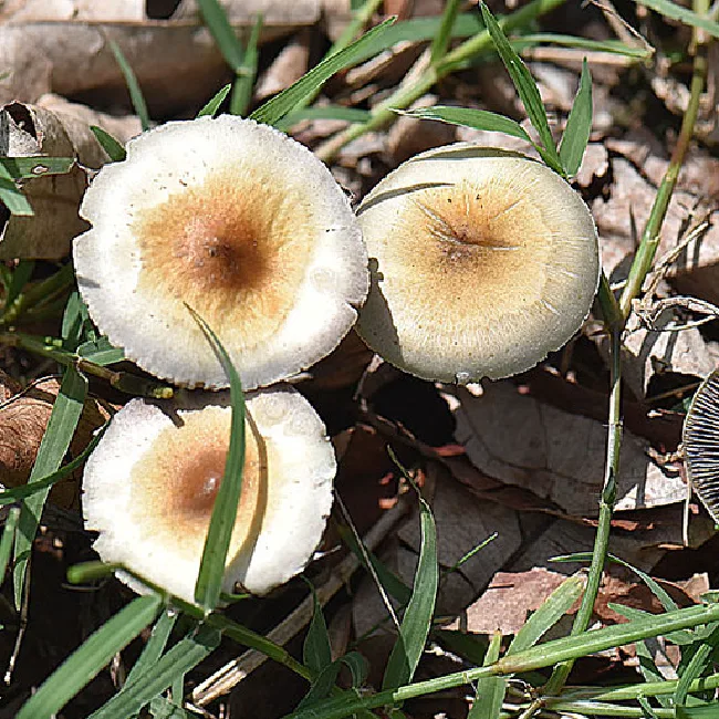 Mushrooms growing in wild
