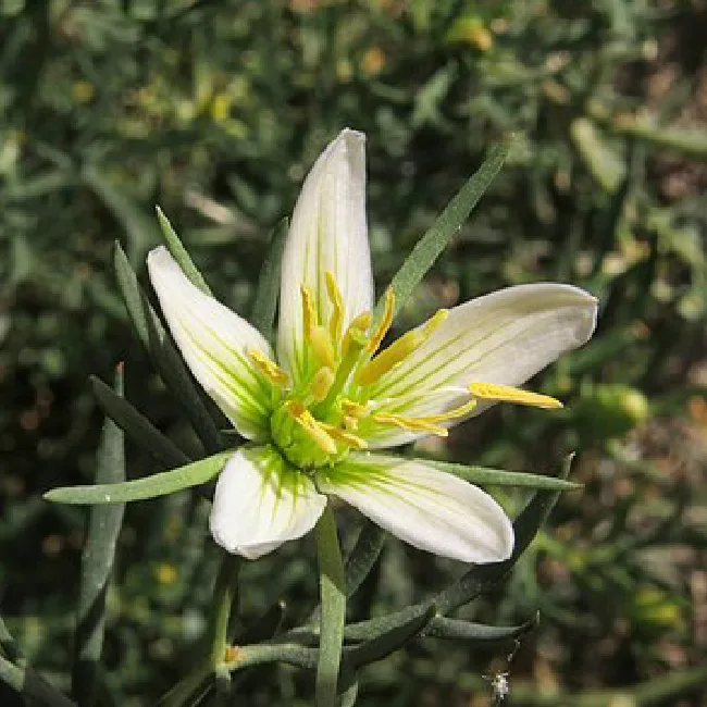 Syrian Rue flower growing in wild