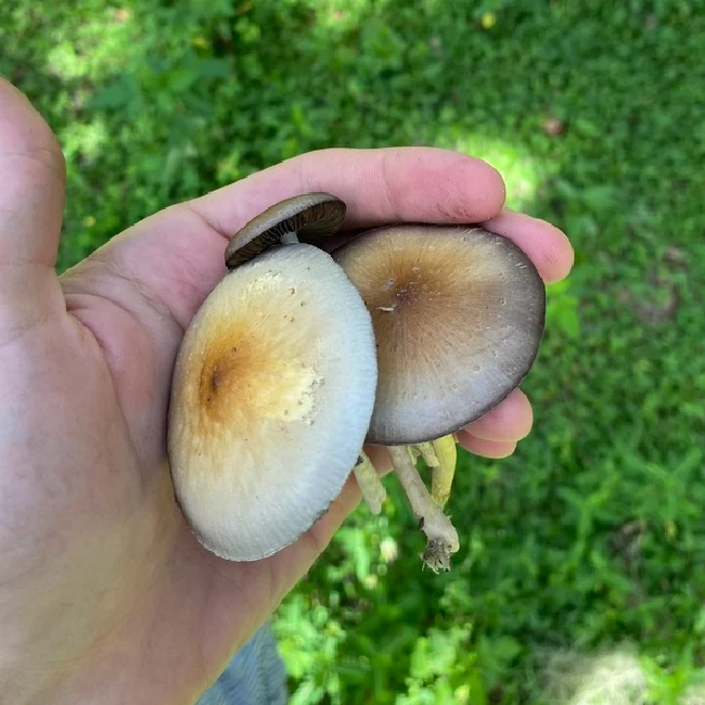 Mushroom held in hand