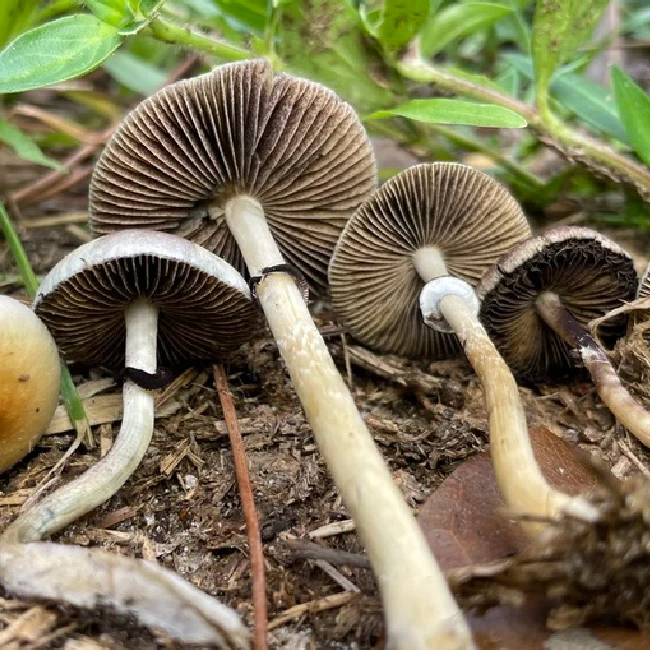 Mushrooms in dirt