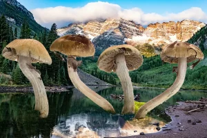Collage of Mushrooms with Photo of Colorado Mountains in Background