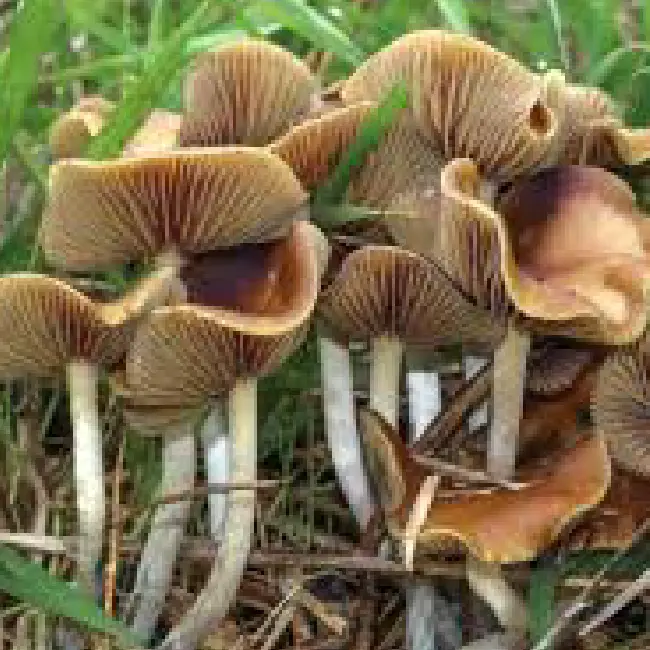 Wavy Mushrooms in Grass