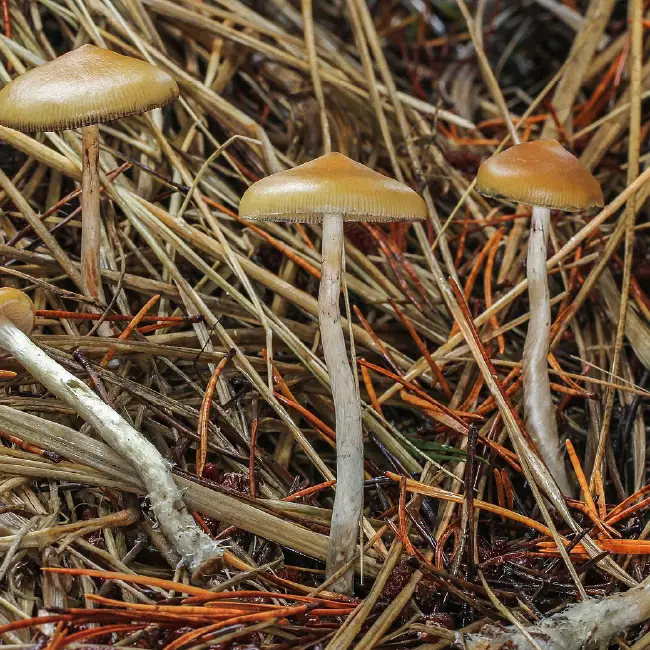 Mushrooms in Grass