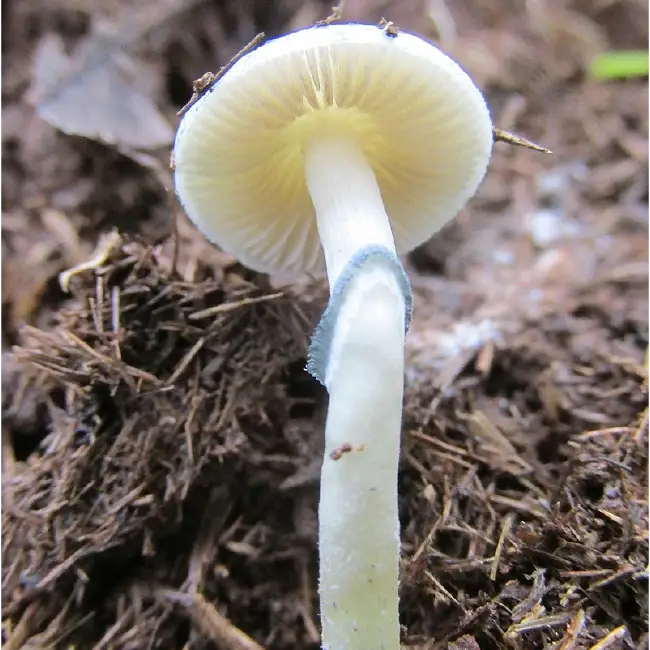 White Mushroom Growing in Wild