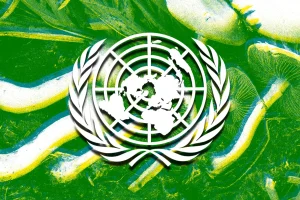 Collage of UN Logo with Green Mushroom Background