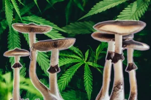 Collage of Psilocybin with Cannabis Photo in Background