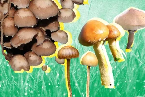 Collage of Different Mushrooms with Green Background