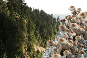 Collage of Mushrooms with Vancouver Forest