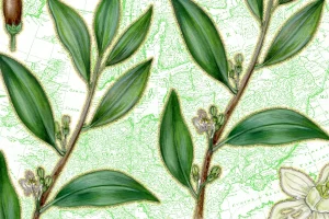 Collage of Illustration of Coca Plant with Old Map of Europe in Background