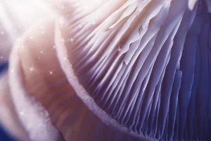 Close Up of Mushroom Cap with Stars