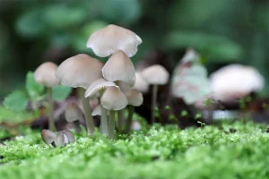 Photo of Mushrooms