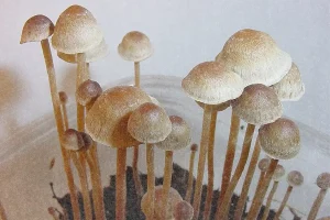 Mushrooms Growing in Monotub
